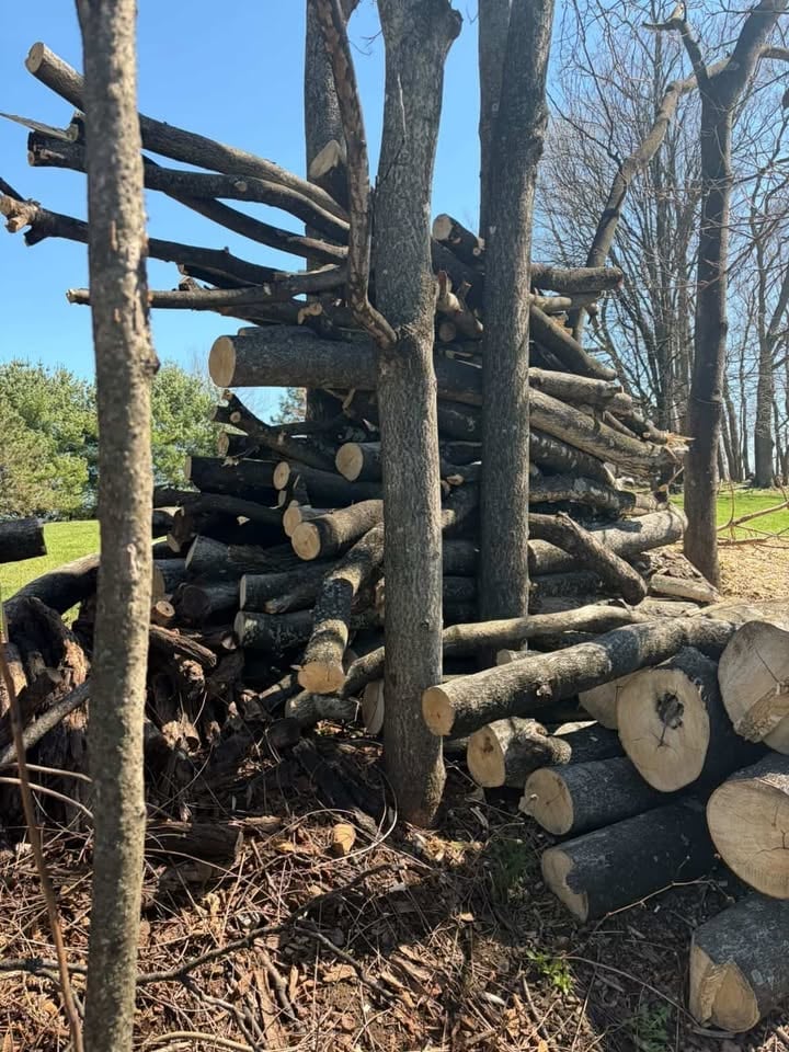 Stack of cut logs piled around standing trees in a wooded area on a sunny day