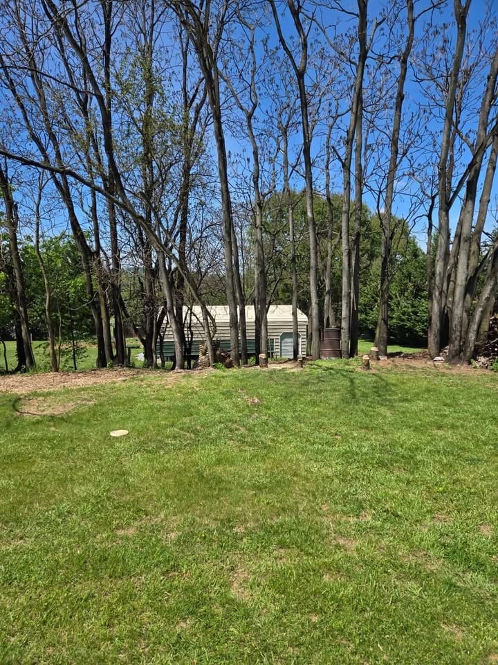 Small beige house nestled among tall bare trees in a grassy clearing on a sunny day